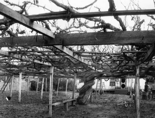 Largest grape vine, Carpinteria