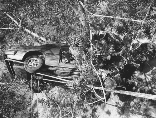 Car lands in tree