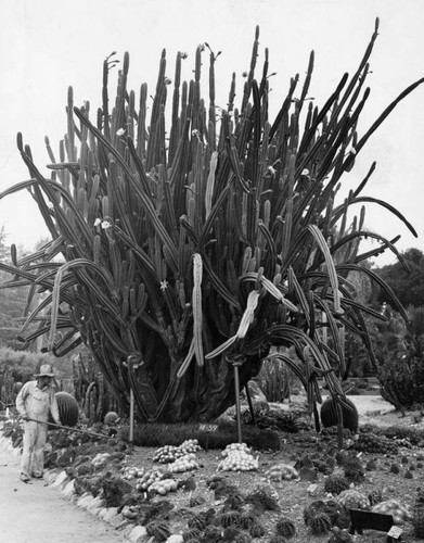 Cactus at Huntington Gardens