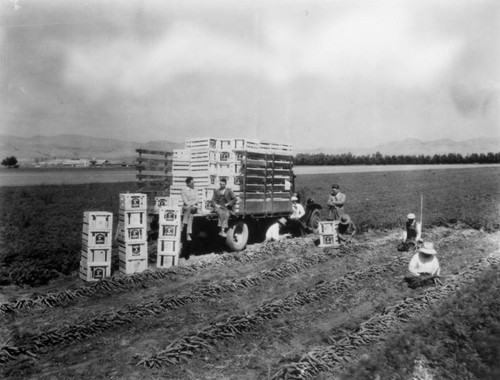 Carrot harvesting