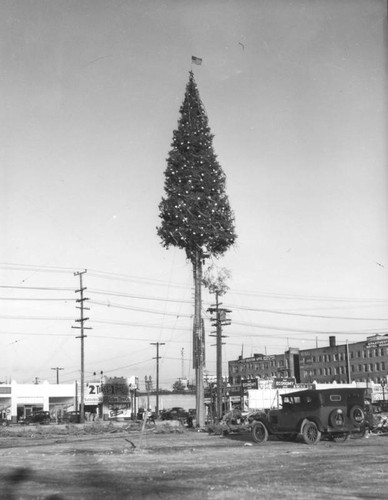 Christmas trees high up in Los Angeles, view 1