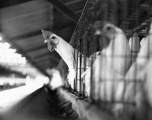 Chicken coop interior