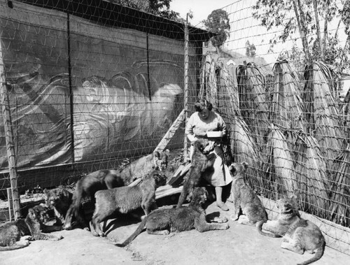 Young lions, Gay's Lion Farm, view 3 — Calisphere