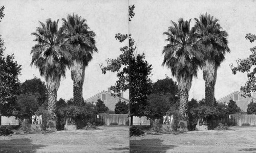 Fan palms on San Pedro Street