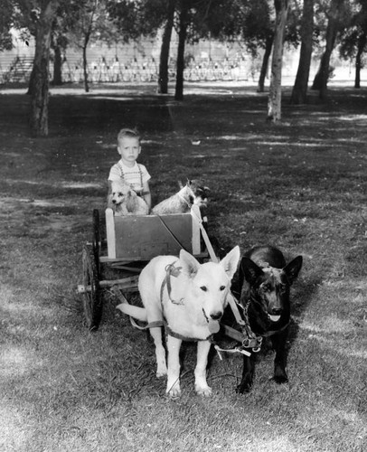 Antics pep dogs for obedience trials