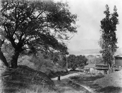 Glendale road and trees