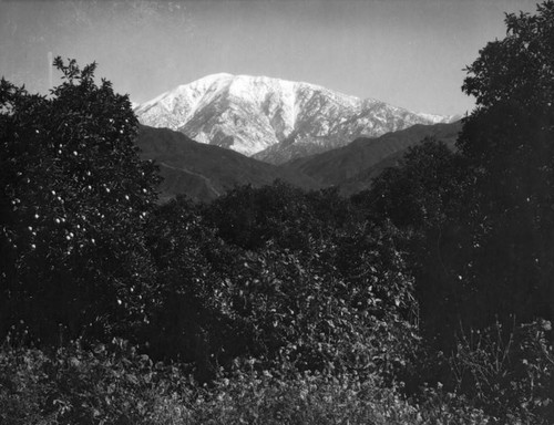 Orange groves and snow