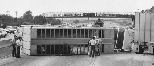 Overturned truck carrying cattle on the Pomona Freeway