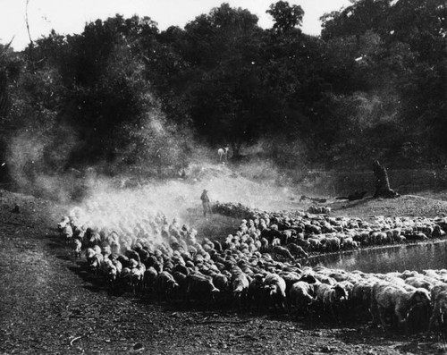 Flock of sheep watering