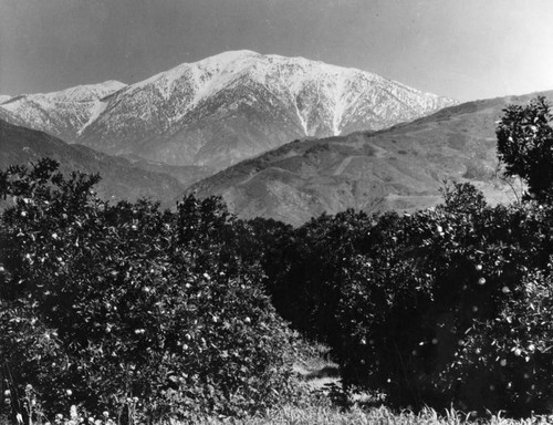 Orange groves and snow