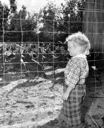 Turkey day keeping ranchers on jump