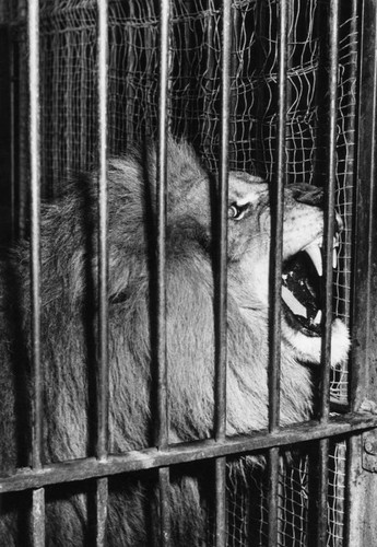 Circus lion roaring