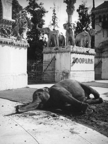 Elephant in front of the entrance to Zoopark