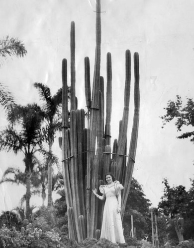 Pipe organ' cactus to be seen at show