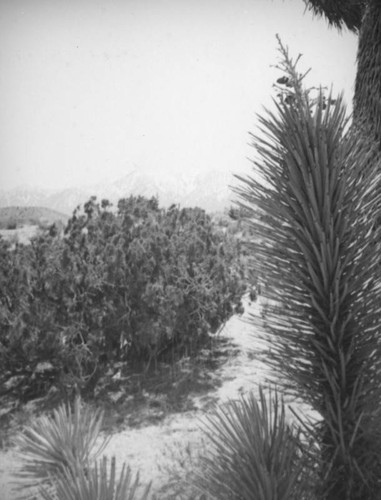 Joshua tree detail, Mojave Desert