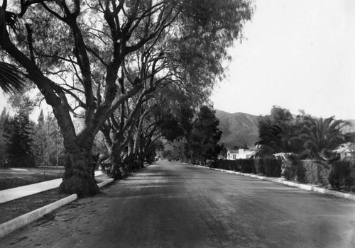 Glendale Street and trees