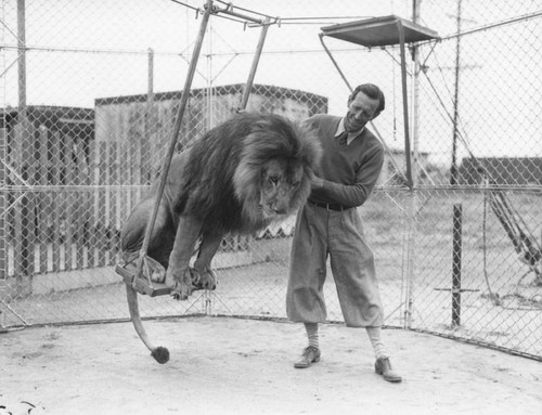 Lion on swing
