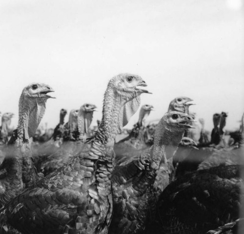 Turkeys