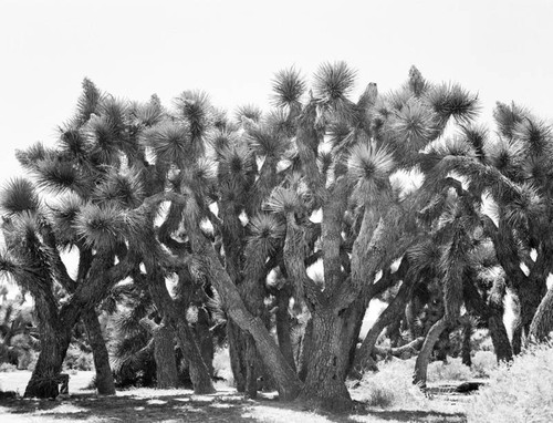 Joshua tree forest