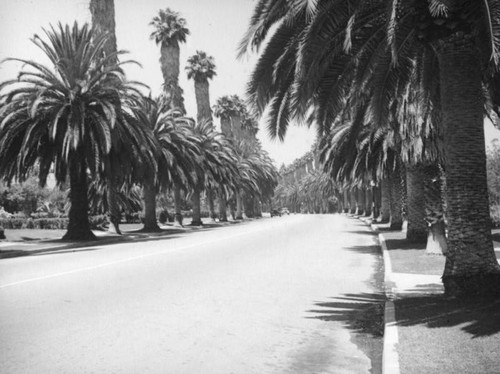 Beverly Hills street