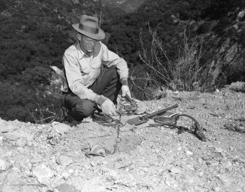 Capturing a mountain lion