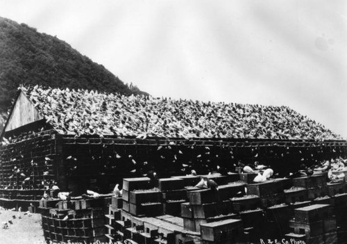 Pigeon farm in Elysian Park