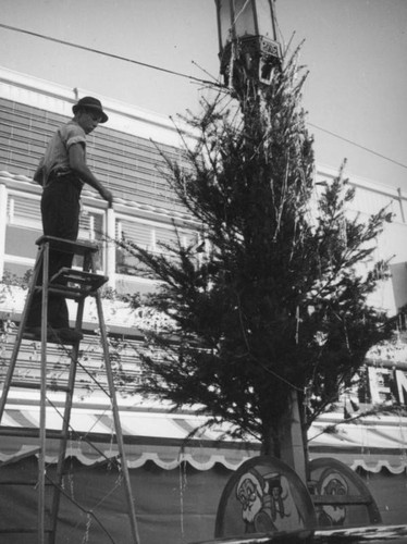 Putting up Christmas decorations in Westwood