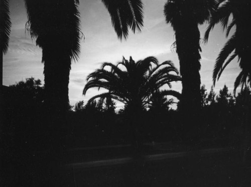 Trees and sky at Sunset