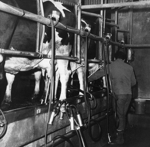 Cattle in milking center