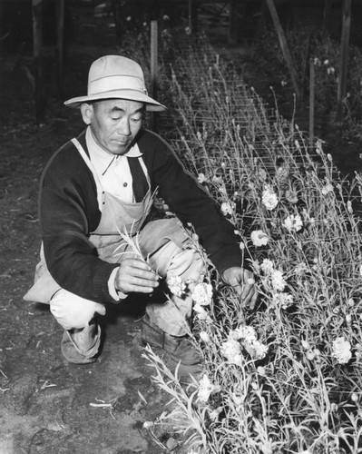 Tashima has carnations, too