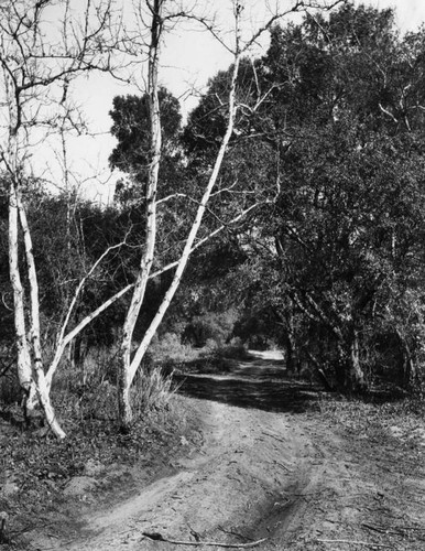 Glendale dirt road