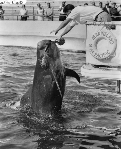 Whale show at Marineland