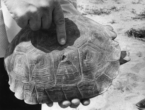 Protecting tortoises in the Mojave Desert