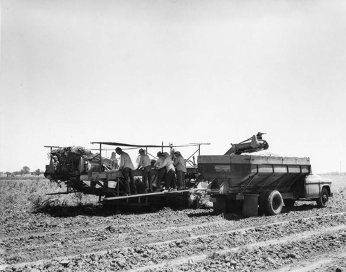 Harvesting potatoes