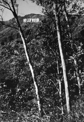 "Hollywood" sign through trees