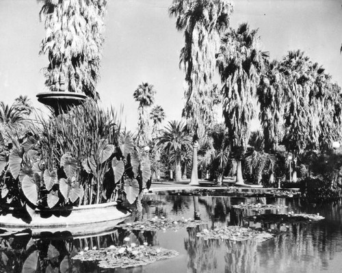 Lily pond in Will Rogers Memorial Park