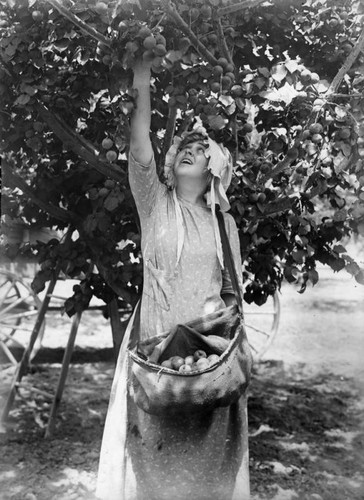 Picking apricots