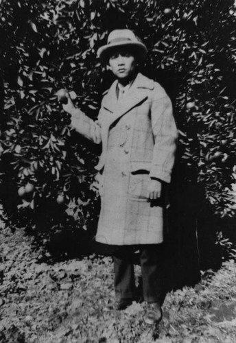 Mexican American man in citrus orchard