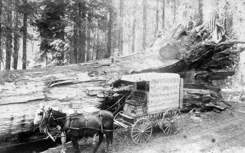 Photographers in Yosemite