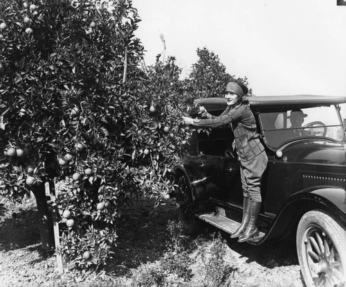 Young woman picking oranges