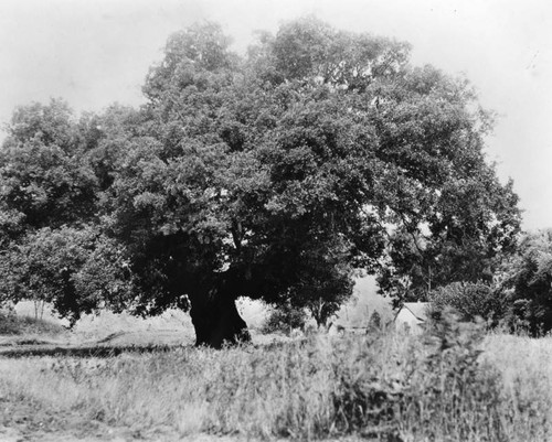 Tree at the Catalina Verdugo adobe