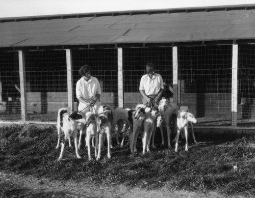 Training Borzoi dogs, view 3