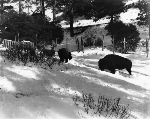Buffalo at Big Pine