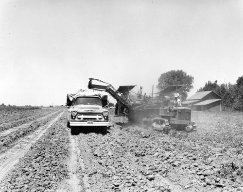 Loading crops in a field