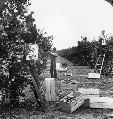 Picking oranges in Riverside