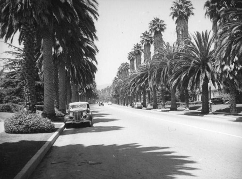 Beverly Hills palm lined street