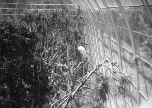 San Diego Zoo aviary