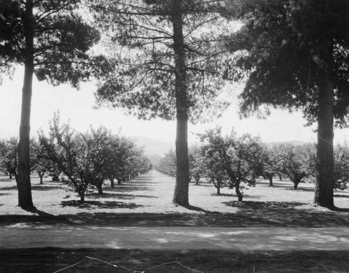 San Fernando Valley orchard