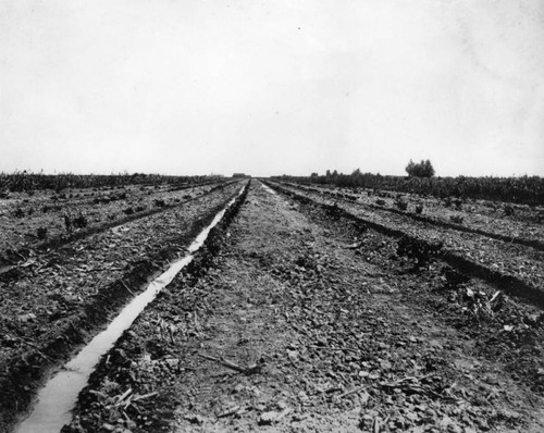 Imperial Valley vineyard