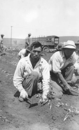 Planting vegetables